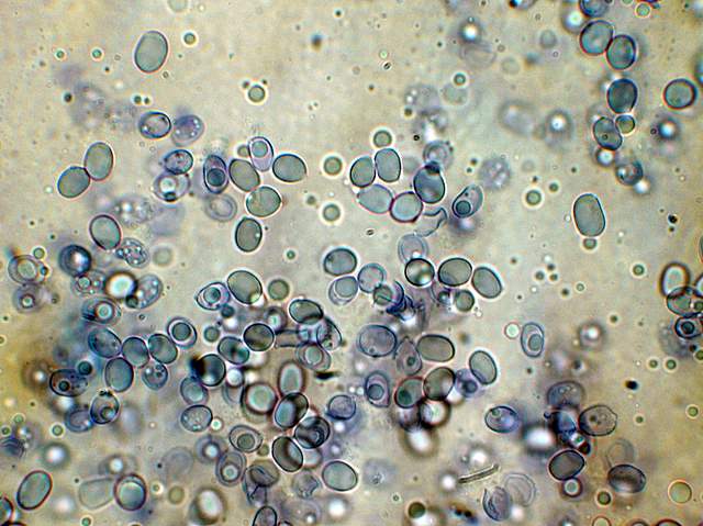 Amanita spec. Cod.: 8509-08
